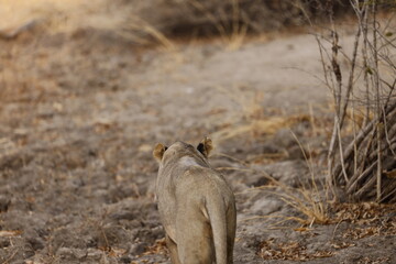 lion cub in the grass taking off for hunt