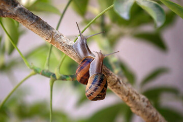 Two snails on a garden plant. Gastropod mollusk animals. Garden pest. Background with copy space.	
