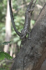 chameleon camouflages itself by adapting to the color and pattern of tree bark