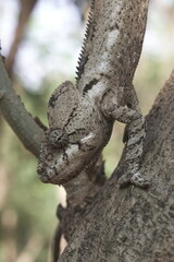 chameleon camouflages itself by adapting to the color and pattern of tree bark
