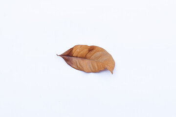 Dry or dead leaves on white background, Leaf texture, Clipping path, Autumn