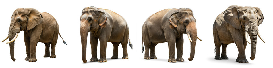 Obraz premium Elephant Wild Life Animal Set, Isolated on A White Background