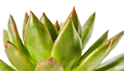 Fototapeta premium A detailed macro shot of a vibrant green succulent with striking red tips, accented against a clean white background. Ideal for nature, plant, and botany themes