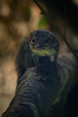 Northern Tana bred in captivity.
