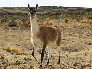 lama Pérou  © Virginie