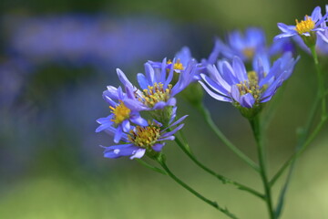 十五夜の時期に咲く薄紫の花