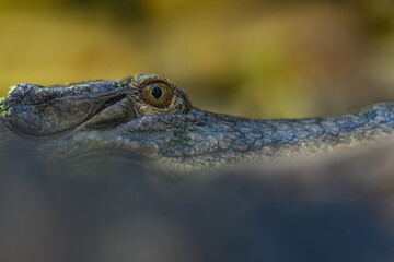 Close-up of a crocodile's eye.
