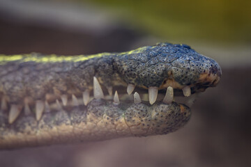 Detail of teeth in crocodile jaw.
