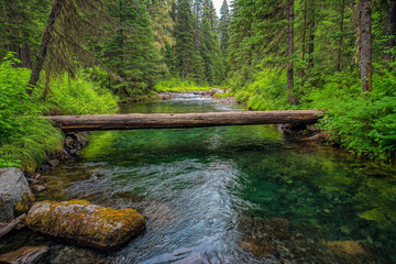Obraz premium A serene forest landscape featuring a rustic wooden bridge over a clear, gently flowing stream.