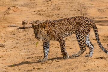 Sri Lankan cheetah at Wilpaththu national park 