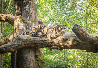 Clouded Leopard on a giant tree limb in a zoo exhibit. The Clouded leopard or Mainland Leopard is a...