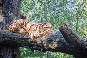 Clouded Leopard on a giant tree limb in a zoo exhibit. The Clouded leopard or Mainland Leopard is a...