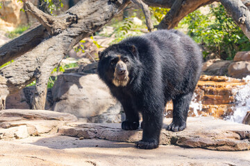 The Andean Bear foraging in a beautiful rocky zoo habitat. Also known as the Spectacled Bear they are native to South America and adept at climbing trees.