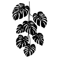 Detailed vector illustration of tropical monstera leaves, showcasing their unique shapes and textures, perfect for botanical art projects or home decor © Mateusz