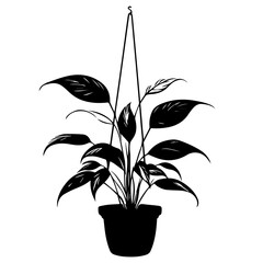 A peaceful peace lily plant elegantly suspended in a hanging pot, showcasing its lush green leaves with a graceful silhouette against a minimalist backdrop