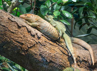 Caiman Lizard and Green Crested Basilisk lizard together in the zoo vivarium. Semiaquatic lizards native to South America.