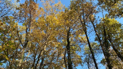 Autumn Tree Canopy Against a Clear Blue Sky