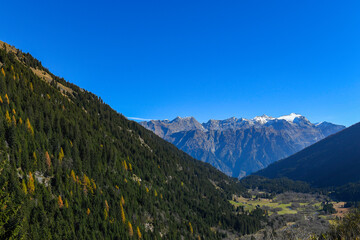 Fototapeta premium autumn landscape in the mountains, with yellow and orange larches and blue sky