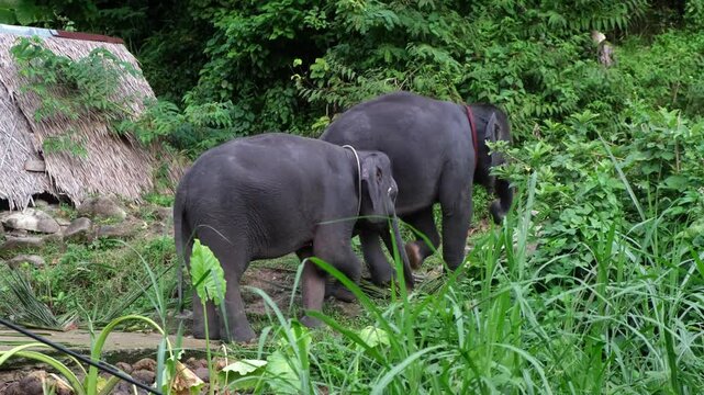 Elephants in a natural park. The concept of wildlife conservation and saving animals in their natural habitat.