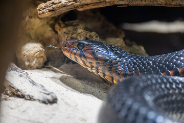 Indigo Snake native to Southeast United States at a zoo vivarium. The longest snake in the United States growing up to 8 feet. An apex predator that can kill and eat other snakes.