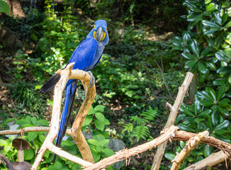 Hyacinth Macaw a meter long sitting on a branch at the zoo. A threatened species due to habitat loss and the pet trade. The largest of its species can live up to 50 years native to South America.
