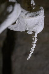 Skeleton tail part from a hippopotamus.
