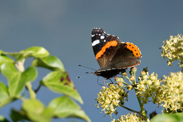 Red admiral butterfly (Vanessa Atalanta) perched on a white flower in Zurich, Switzerland