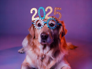 Cute Golden retriever dog in a festive party glasses with 2025 New year numbers. Warm and bright purple background and lighting. Holiday celebration.