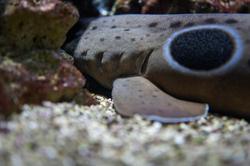 Detail of the gills of a thresher shark.
