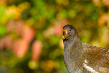 young common moorhen close-up portrait