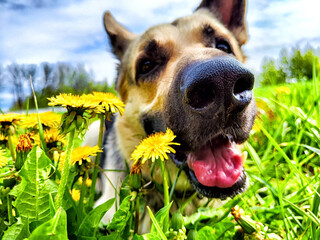 A German Shepherd dog with a black nose and pink tongue lays in tall green grass, sniffing yellow dandelions. Partial focus