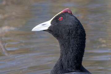 Ein Kammblässhuhn hält mit geneigtem Kopf einen Greifvogel im Auge