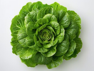 Fototapeta premium Fresh Green Lettuce with Dew Drops on White Background
