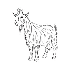 Realistic goat with long fur and horns standing in black isolated on white background. Hand drawn vector sketch illustration in doodle vintage line art style. Domestic farm animal with udder and milk