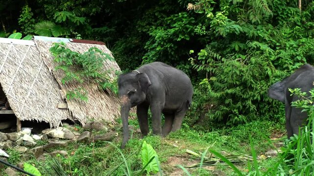 Elephants in a natural park. The concept of wildlife conservation and saving animals in their natural habitat.