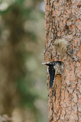 Woodpecker on Tree Trunk, Close-Up Wildlife Photography in Canmore Canada