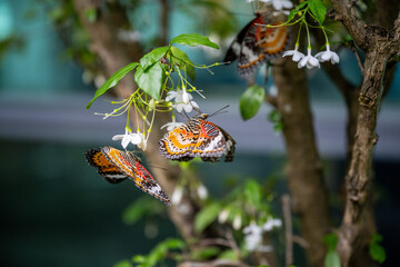 CHANGI, SINGAPORE - OCTOBER 24, 2024: Btterfly Graden inside Changi Airport, Singapore.Butterfly in greenhouse amidst green leaves