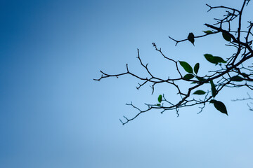 Natural copy space is created as the foliage frames the blue sky when looking up through the treetops.
