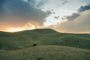 Horses feeding the grass in the background of snowy peaks of a mountain range.