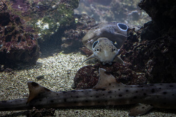 A male whitetip shark holds a female by her fin.
