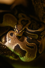 Royal python in detail on the head curled.
