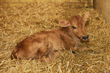 Cute newborn calf on a farm in Denmark close-up