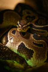 Royal python in detail on the head curled.
