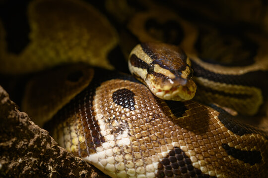 Royal python in detail on the head curled.
