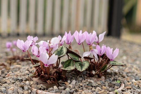 Cyclamen Cilicium plant in Saint Gallen in Switzerland