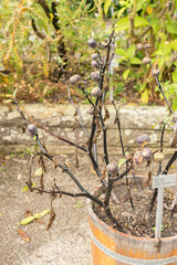 Indian thorn apple or Datura Metel plant in Saint Gallen in Switzerland