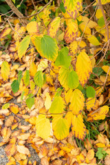 Witch hazel or Hamamelis Virginiana plant in Saint Gallen in Switzerland