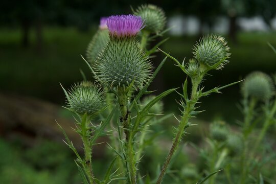 Bull Thistle Blooming Purple Macro Shot