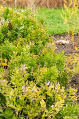 Butchers broom or Ruscus Aculeatus plant in Saint Gallen in Switzerland