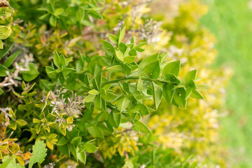 Butchers broom or Ruscus Aculeatus plant in Saint Gallen in Switzerland